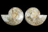 Daisy Flower Ammonite (Choffaticeras) - Madagascar #157525-1